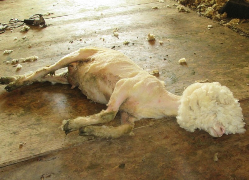 A Sheep with the Wool Pulled Over Its Eyes